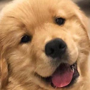 Meet your Posher, Lola